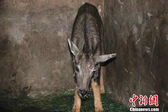The Chinese gazelle, a national second-class protected animal, broke into the farmer's police to rescue and release it.